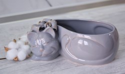 kotik-brstansky-seriy